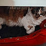 Kitty participe au concours pour gagner de l'argent avec cette photo : cat, calico, feline, pet, animal, resting, bed, red_bed, holiday_pattern, cozy, indoor, fur, cute, sleepy, paw, whiskers, relaxed, calm, domestic_cat, mammal