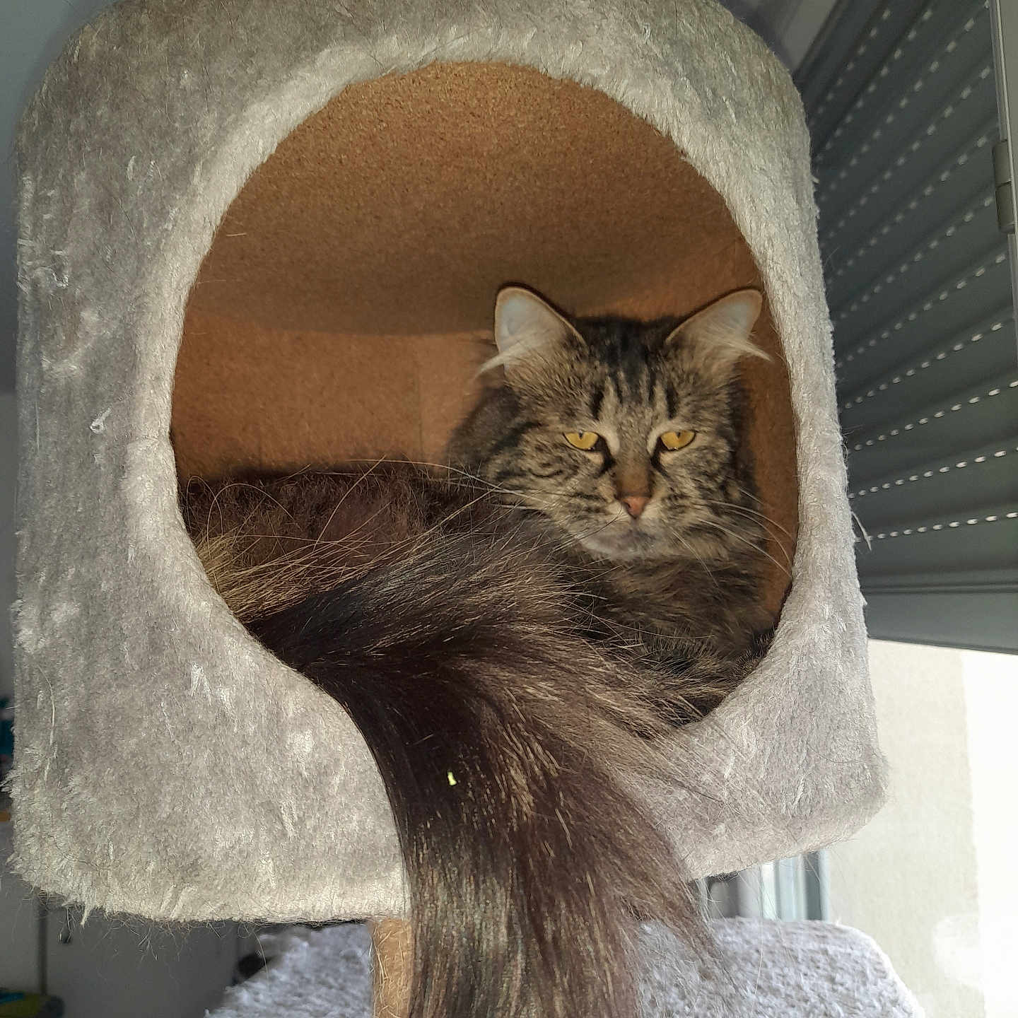 Stikky a rejoint le concours — aidez-le/la à gagner de superbes lots ! animal, cage, cat, cat_condo, cozy, cute, feline, fluffy_tail, fur, home, indoor, light, pet, relaxed, resting, sitting, soft, tabby, window, yellow_eyes