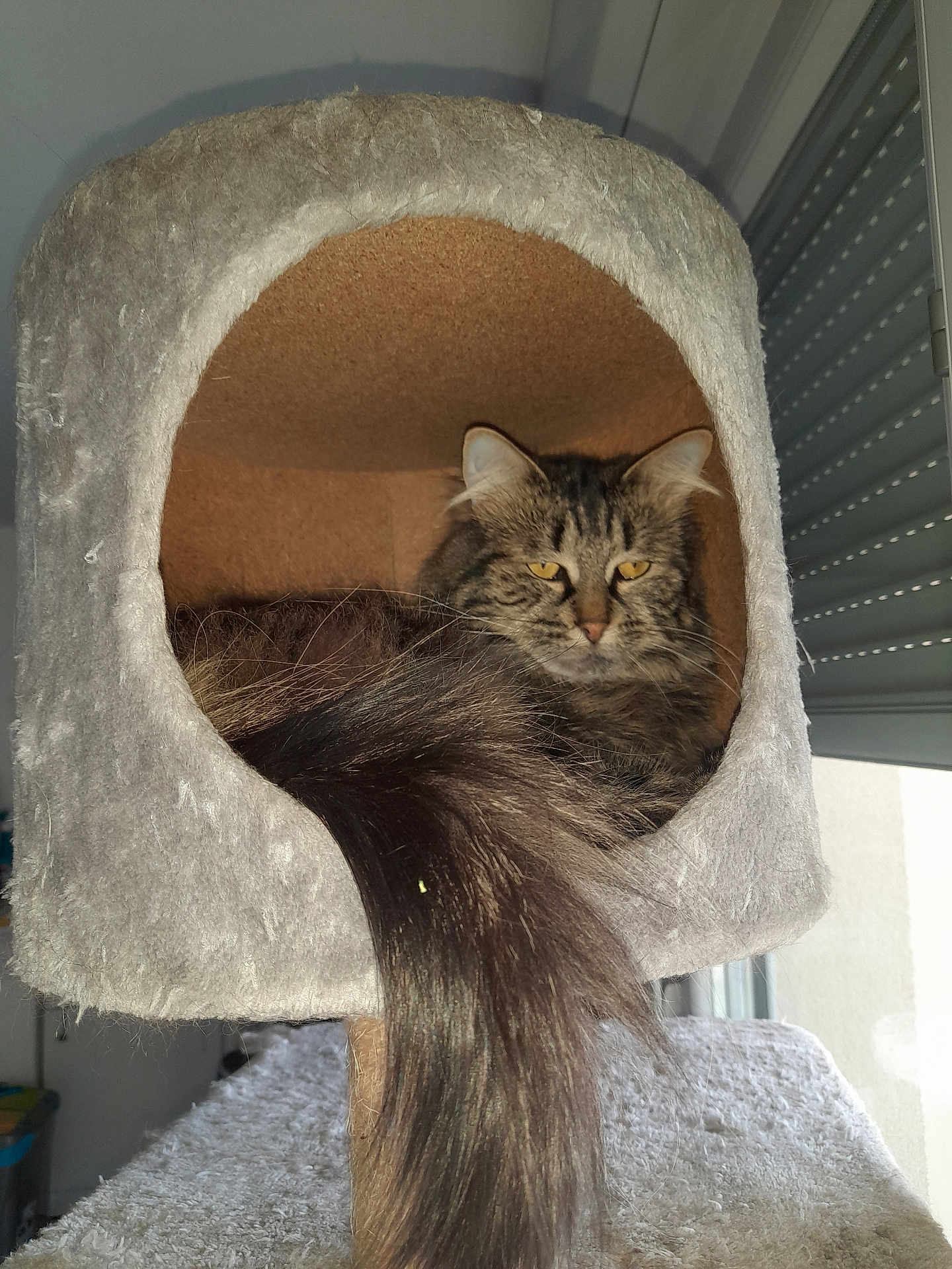 Stikky a rejoint le concours — aidez-le/la à gagner de superbes lots ! cat, tabby, fluffy_tail, cat_condo, pet, feline, indoor, cozy, resting, fur, animal, window, light, home, cute, relaxed, yellow_eyes, soft, cage, sitting