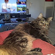 Stikky participe au concours pour gagner de l'argent avec cette photo : cat, tabby, fluffy, indoor, cushion, red, television, living_room, furniture, relaxed, pet, animal, fur, floor_tiles, home, resting, domestic, cozy, background, orange