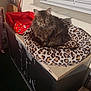 Stikky a rejoint le concours — aidez-le/la à gagner de superbes lots ! cat, tabby, pet_bed, leopard_print, red_pet_bed, sunlight, window, cabinet, fur, animal, outdoor, shadow, resting, cozy, feline, domestic_cat, whiskers, ears, face, relaxing