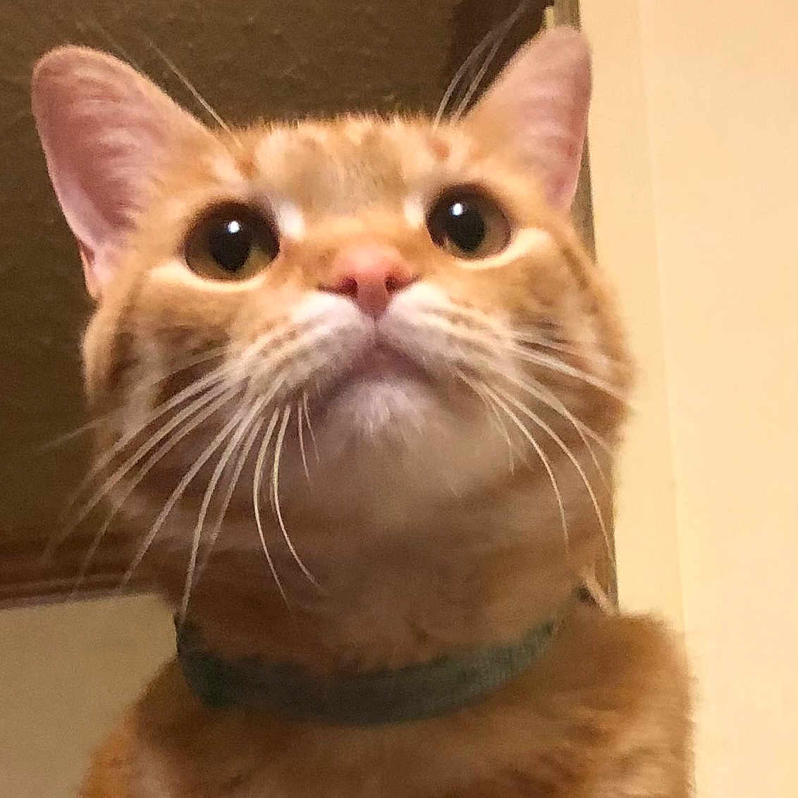 Ozzy joined the competition — help win amazing prizes! animal, cat, close_up, collar, curious, cute, domestic, ears, face, feline, friendly, fur, housecat, indoor, looking_up, mammal, orange_tabby, pet, portrait, whiskers