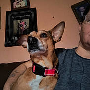 Simba joined the competition — help win amazing prizes! animal, brown_dog, casual_clothing, close_up, companion, couch, dog, framed_photos, furniture, home_interior, indoor, living_room, person, pet, portrait, red_collar, relaxed, seated, tattoo, wall