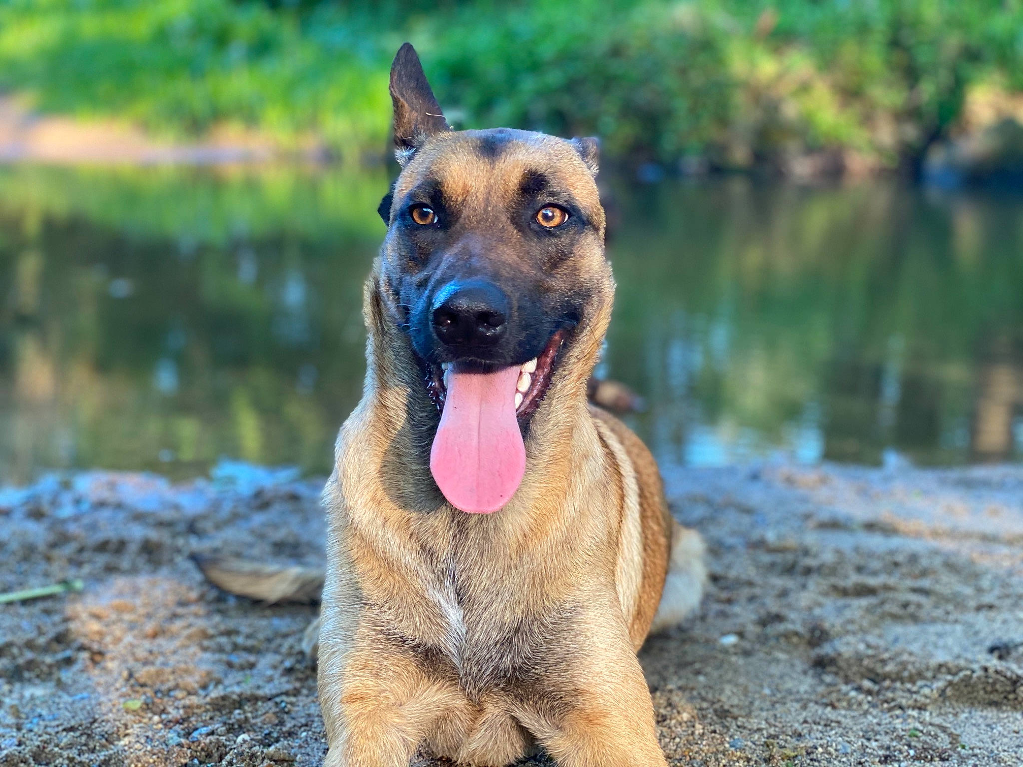 Pagaille a rejoint le concours — aidez-le/la à gagner de superbes lots ! belgian_shepherd, belgian_shepherd_malinois, canidae, carnivore, dog, dog_breed, east_european_shepherd, fawn, german_shepherd_dog, kunming_wolfdog, mammal, old_german_shepherd_dog, police_dog, rare_breed_dog, snout, vertebrate, working_dog