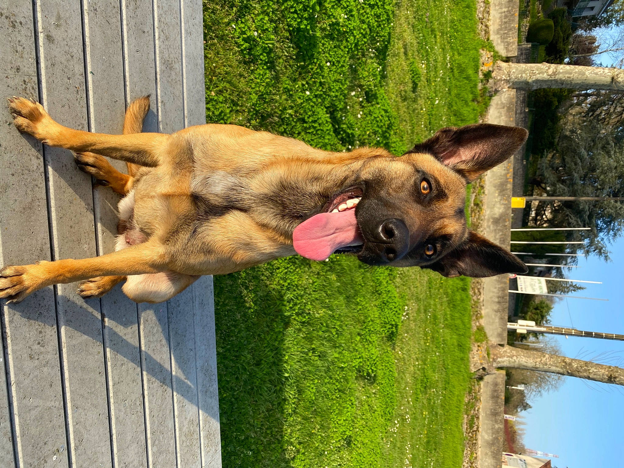 Pagaille a rejoint le concours — aidez-le/la à gagner de superbes lots ! belgian_shepherd, belgian_shepherd_malinois, canidae, carnivore, dog, dog_breed, east_european_shepherd, fawn, german_shepherd_dog, kunming_wolfdog, old_german_shepherd_dog, snout, wood