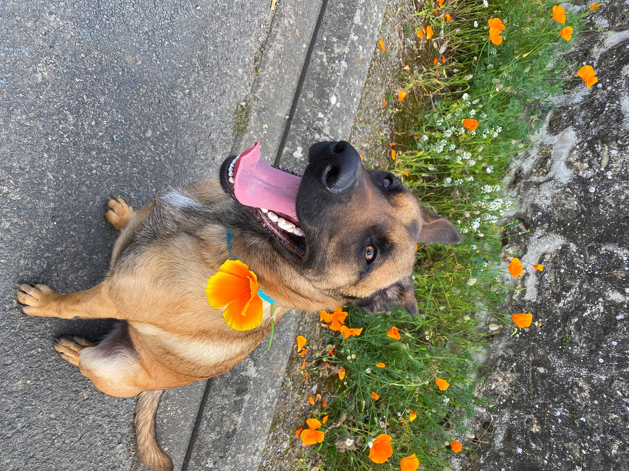 Pagaille participe au concours pour gagner de l'argent avec cette photo : canidae, carnivore, dog, dog_breed, fawn, flower, german_shepherd_dog, leaf, plant, puppy, snout, tail, working_dog