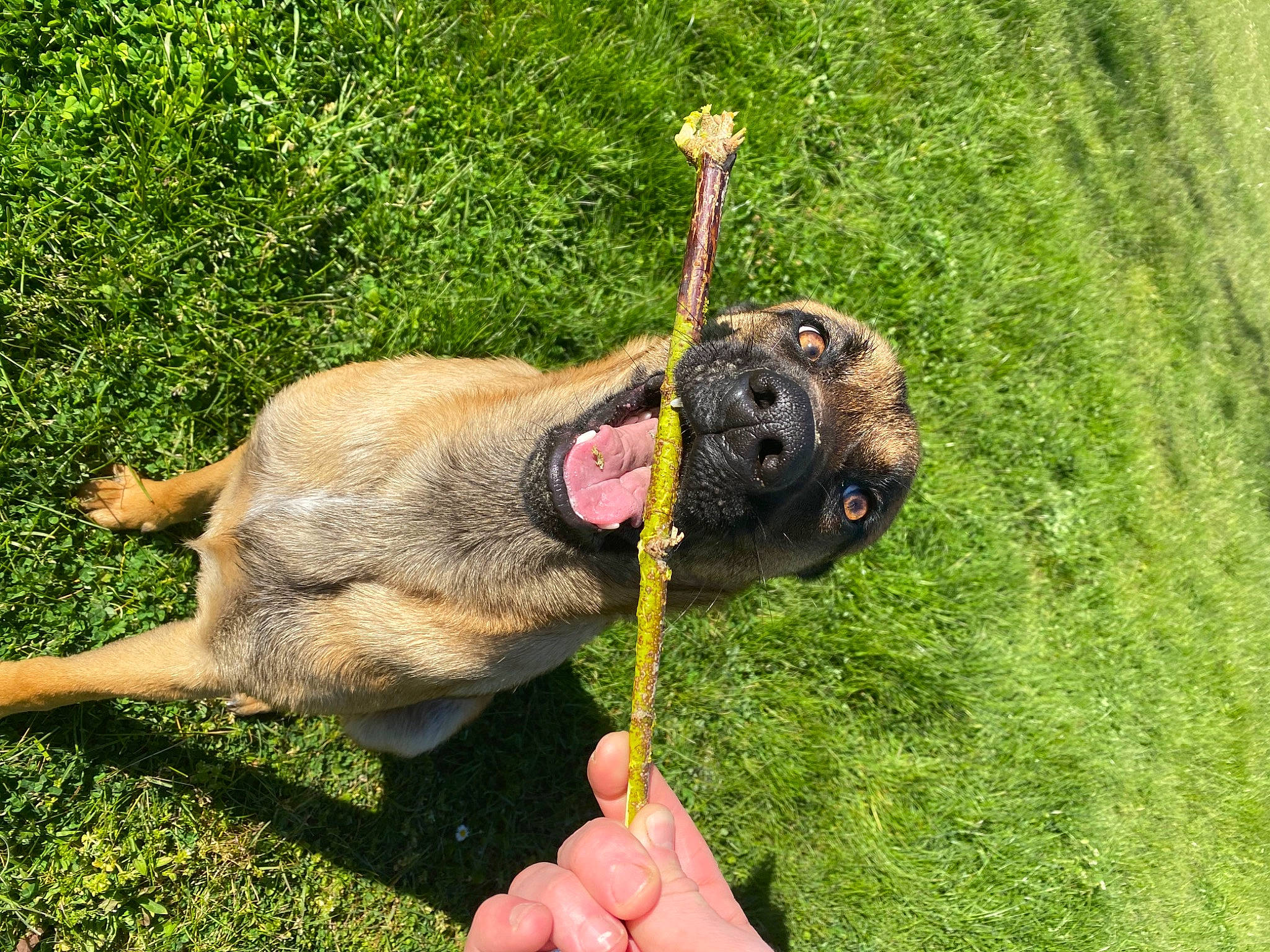 Pagaille a rejoint le concours — aidez-le/la à gagner de superbes lots ! boerboel, canidae, carnivore, dog, dog_breed, fawn, fila_brasileiro, grass, guard_dog, hand, mammal, perro_de_presa_mallorquin, puppy, sporting_group