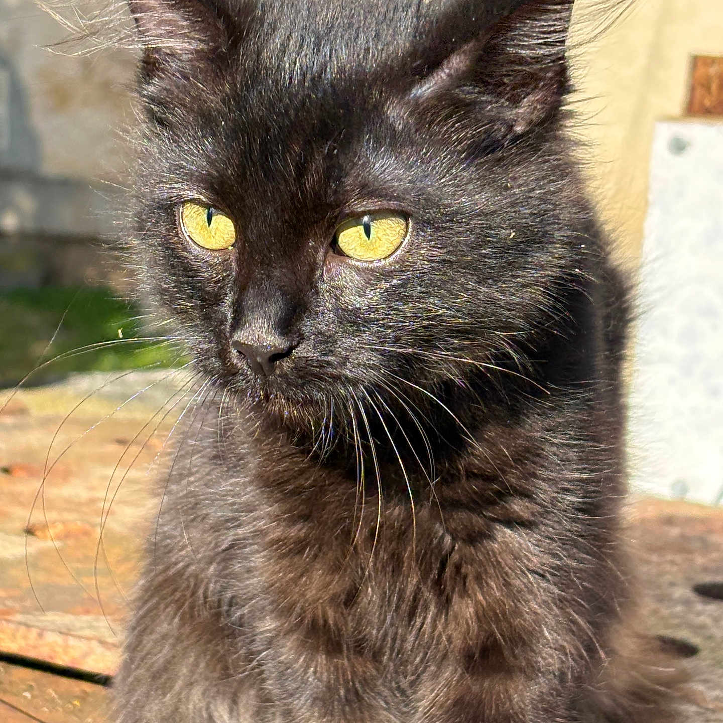 Vénus a rejoint le concours — aidez-le/la à gagner de superbes lots ! alert, animal, black_cat, cat, close_up, cute, daylight, domestic_animal, feline, fur, mammal, nature, outdoor, pet, portrait, sitting, soft_focus, sunlight, whiskers, yellow_eyes