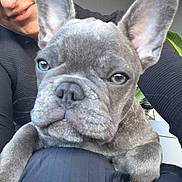 Angèle a rejoint le concours — aidez-le/la à gagner de superbes lots ! dog, french_bulldog, puppy, pet, close_up, face, ears, person, glasses, lap, indoor, black_clothing, wrinkles, fur, animal, cute, companion, portrait, expression, young
