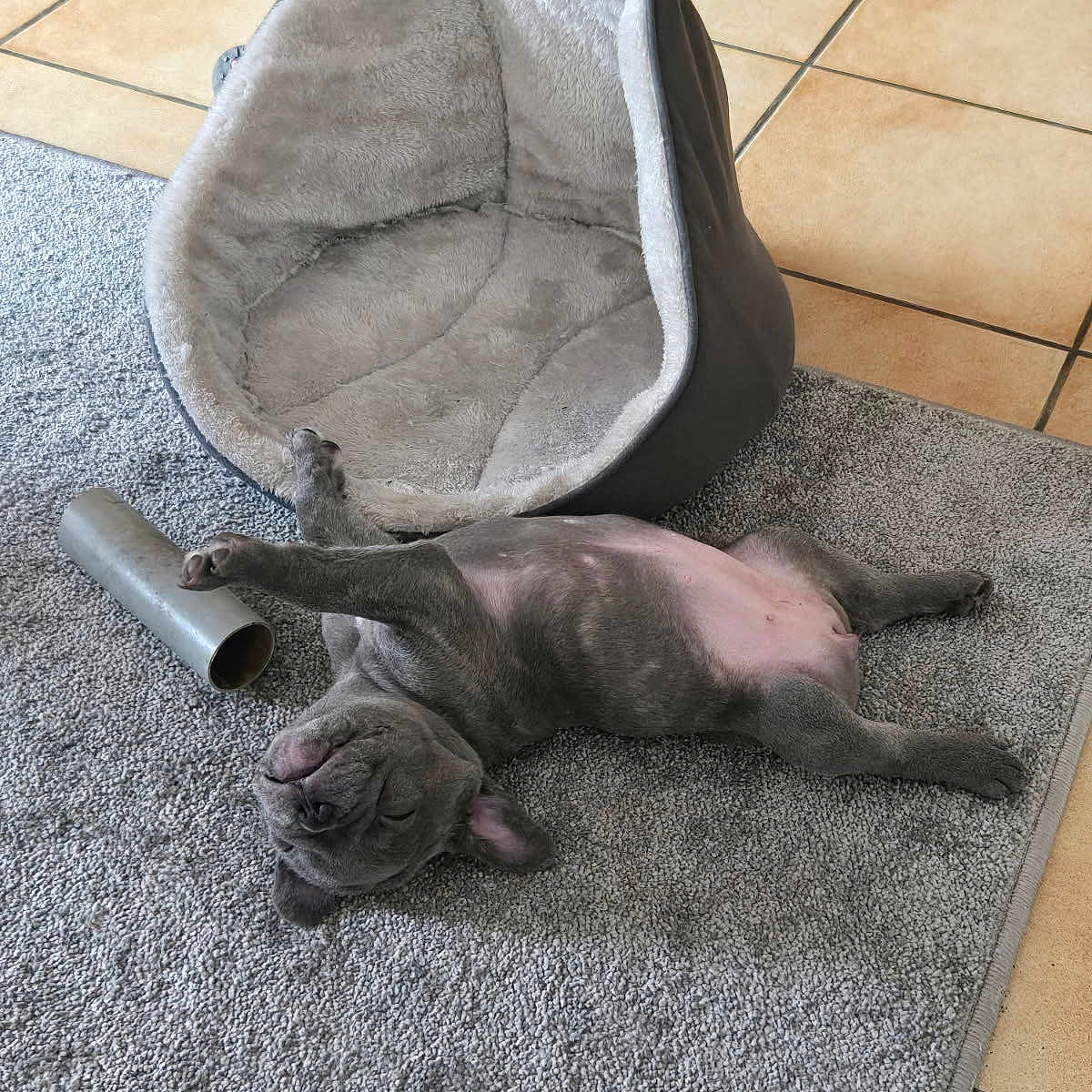 Angèle a rejoint le concours — aidez-le/la à gagner de superbes lots ! animal, canine, cozy, cute, dog, domestic_animal, floor, fur, gray, indoor, paw, pet, pet_bed, puppy, relaxed, resting, rug, sleeping, tile_floor, young_dog