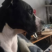 Stella is registered to the contest to win money with this photo: dog, black_and_white, side_profile, indoor, blanket, furniture, pet, animal, close_up, looking_away, cozy, domestic, mammal, snout, ear, fur, table, chair, household, relaxed