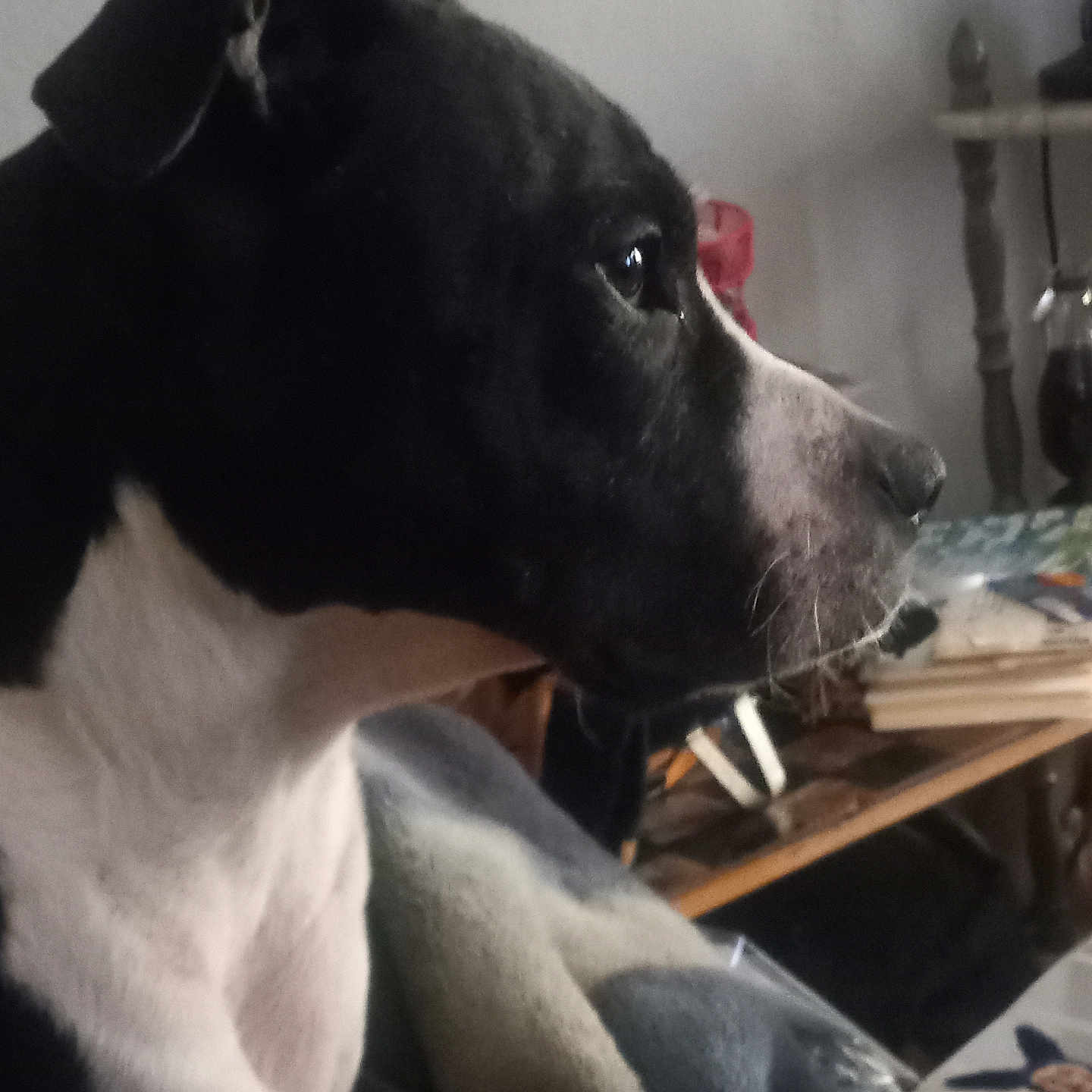 Stella is registered to the contest to win money with this photo: animal, black_and_white, blanket, chair, close_up, cozy, dog, domestic, ear, fur, furniture, household, indoor, looking_away, mammal, pet, relaxed, side_profile, snout, table