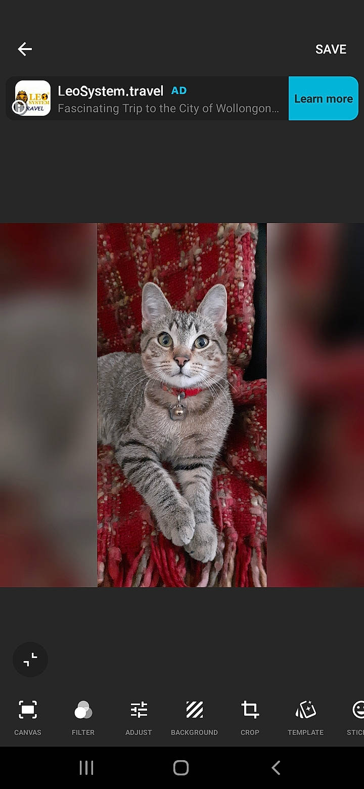 Timothy joined the competition — help win amazing prizes! carnivore, cat, creative_arts, curious, felidae, grey, iris, organism, photo_caption, small_to_medium_sized_cats, snout, terrestrial_animal, vertebrate, whiskers