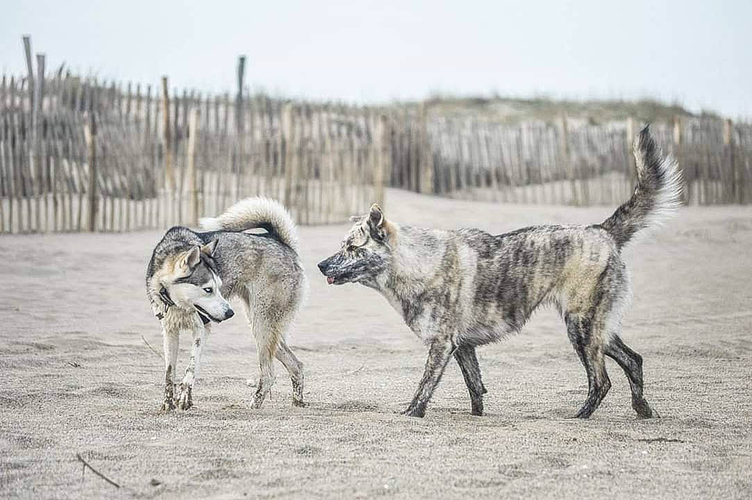 Bella participe au concours pour gagner de l'argent avec cette photo : canidae, canis, carnivore, dog, dog_breed, grass, grassland, landscape, livestock, natural_landscape, pasture, sky, snout, snow, sporting_group, terrestrial_animal, wilderness, wildlife, winter, working_animal