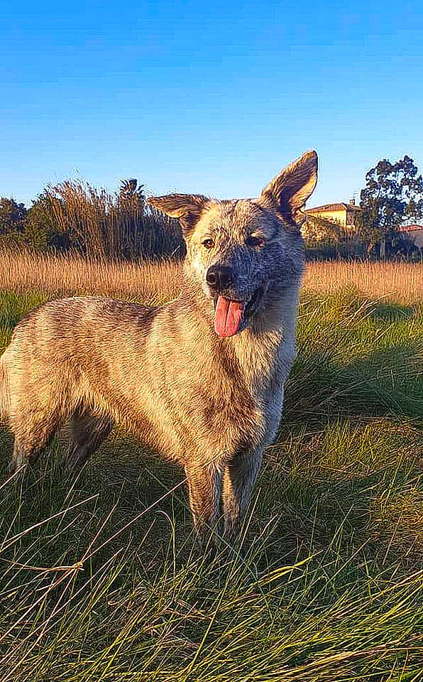 Bella participe au concours pour gagner de l'argent avec cette photo : australian_cattle_dog, carnivore, dog, dog_breed, fawn, grass, grassland, landscape, natural_landscape, pasture, plant, prairie, sky, snout, sporting_group, tail, terrestrial_animal, tree, whiskers, working_animal