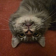 Shiva participe au concours pour gagner de l'argent avec cette photo : cat, close_up, upside_down, whiskers, nose, fangs, fur, pet, animal, indoor, curious, lying_down, tabby, ears, yellow_eyes, face, cute, domestic_cat, feline, resting