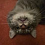 cat, close_up, upside_down, whiskers, nose, fangs, fur, pet, animal, indoor, curious, lying_down, tabby, ears, yellow_eyes, face, cute, domestic_cat, feline, resting