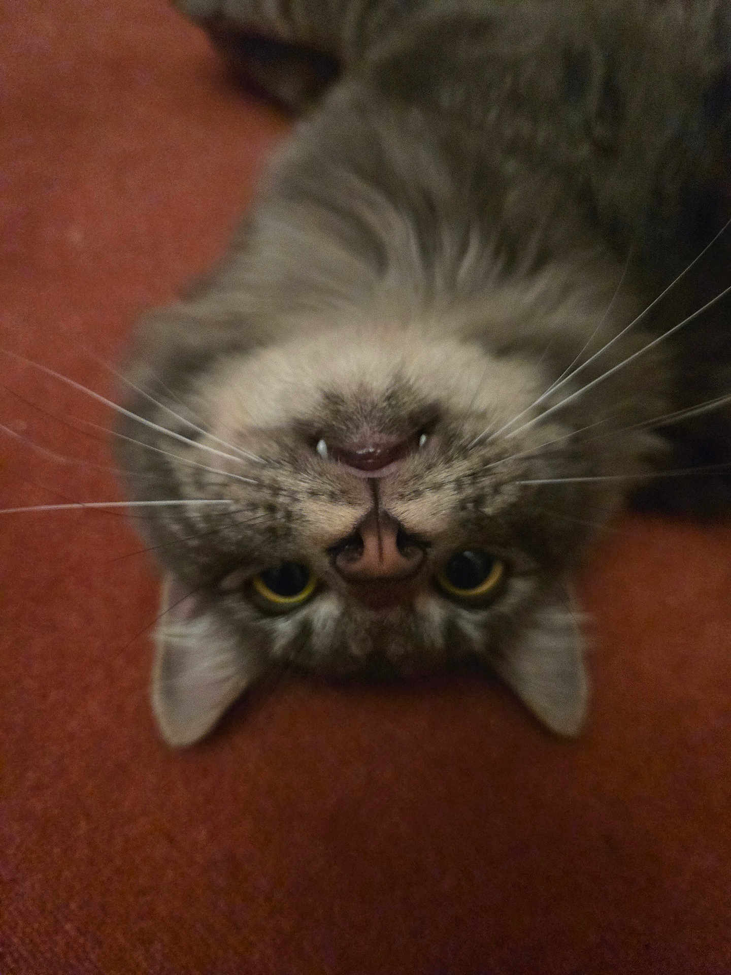 Shiva participe au concours pour gagner de l'argent avec cette photo : cat, close_up, upside_down, whiskers, nose, fangs, fur, pet, animal, indoor, curious, lying_down, tabby, ears, yellow_eyes, face, cute, domestic_cat, feline, resting