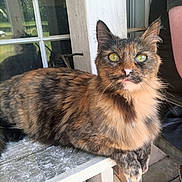 Friendly joined the competition — help win amazing prizes! cat, tortoiseshell_cat, animal, pet, feline, green_eyes, fur, whiskers, bench, wood, window, reflection, outdoor, person, arm, curious, resting, tongue, closeup, daylight