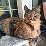 cat, tortoiseshell_cat, animal, pet, feline, green_eyes, fur, whiskers, bench, wood, window, reflection, outdoor, person, arm, curious, resting, tongue, closeup, daylight
