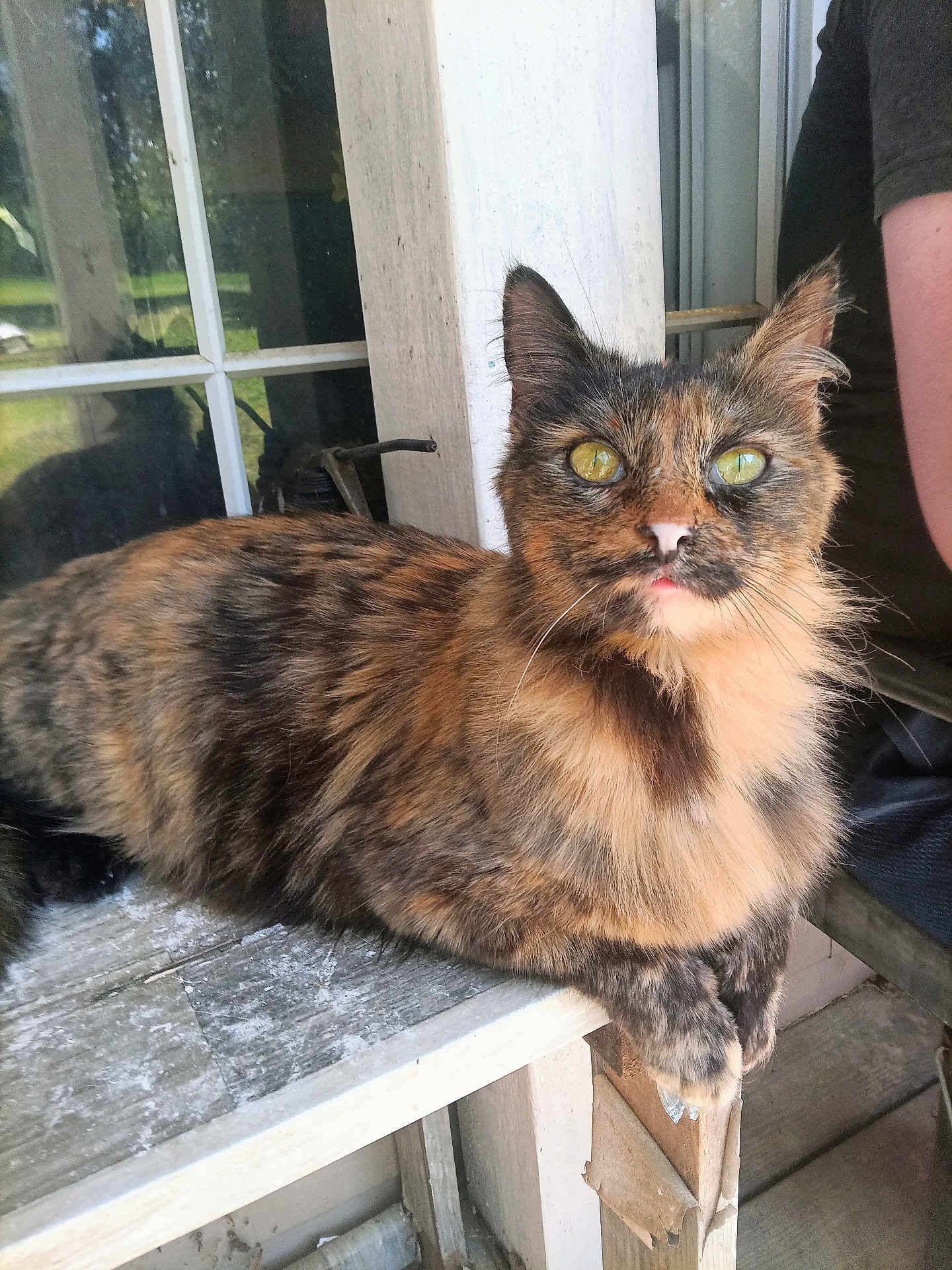 Friendly joined the competition — help win amazing prizes! cat, tortoiseshell_cat, animal, pet, feline, green_eyes, fur, whiskers, bench, wood, window, reflection, outdoor, person, arm, curious, resting, tongue, closeup, daylight