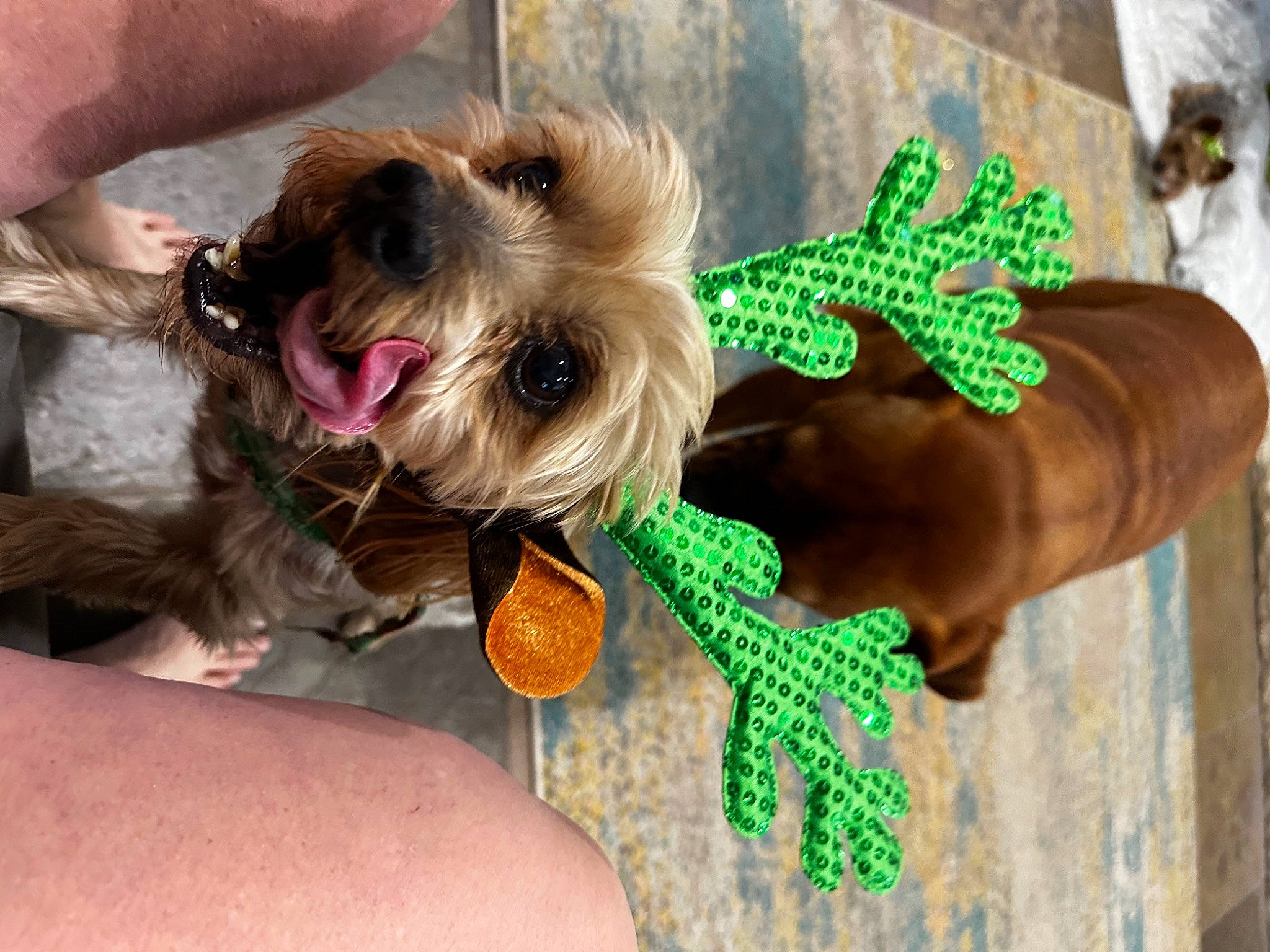 Clyde joined the competition — help win amazing prizes! carnivore, collar, companion_dog, dog, dog_breed, dog_clothes, dog_collar, dog_supply, fashion_accessory, fawn, fur, holiday, leash, liver, pet_supply, snout, stuffed_toy, toy_dog, working_animal, wrist