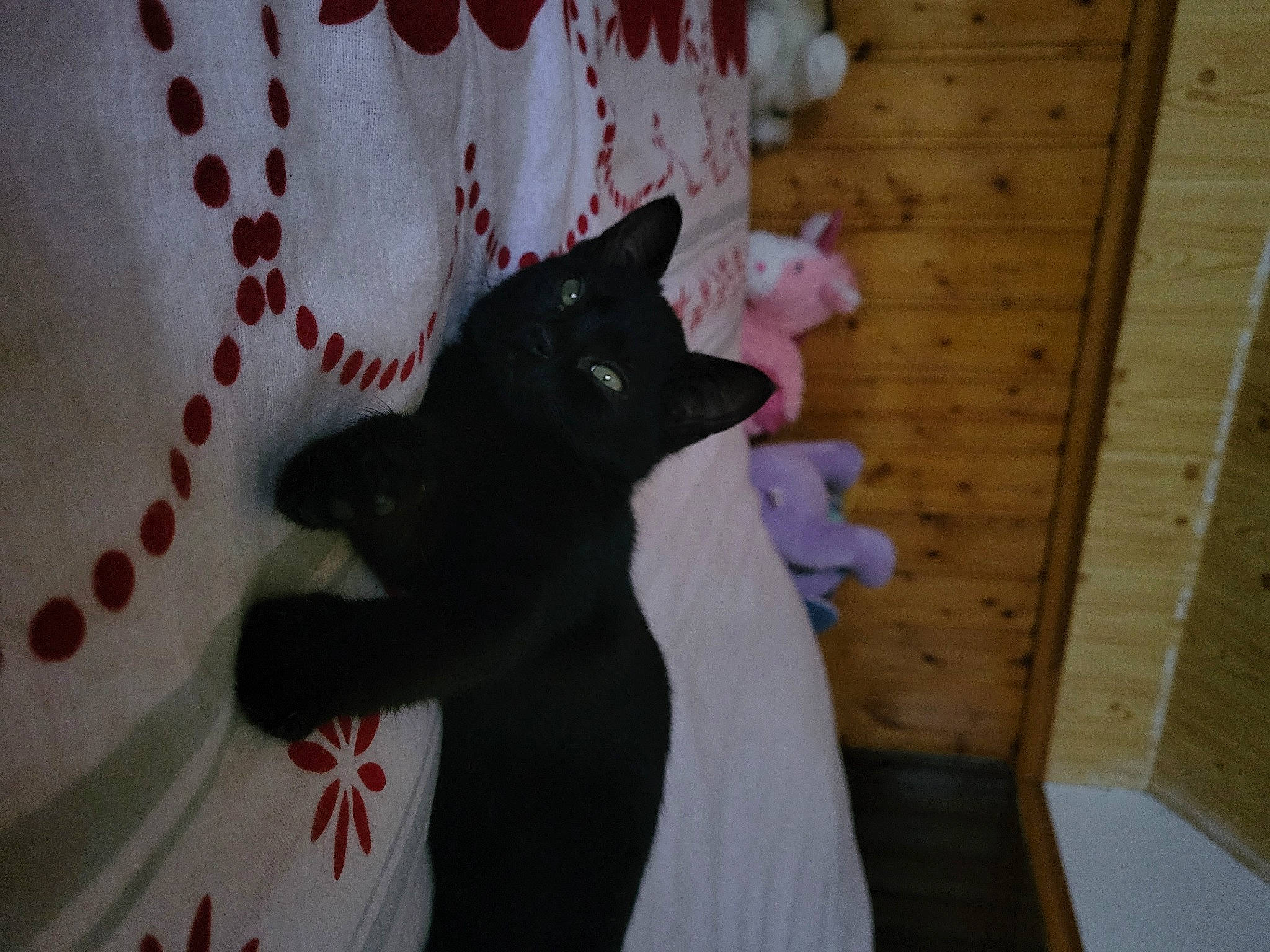 Under participe au concours pour gagner de l'argent avec cette photo : black_cat, carmine, carnivore, cat, cat_supply, comfort, domestic_short_haired_cat, felidae, fur, grey, hardwood, linens, magenta, pattern, room, small_to_medium_sized_cats, tail, textile, whiskers, wood