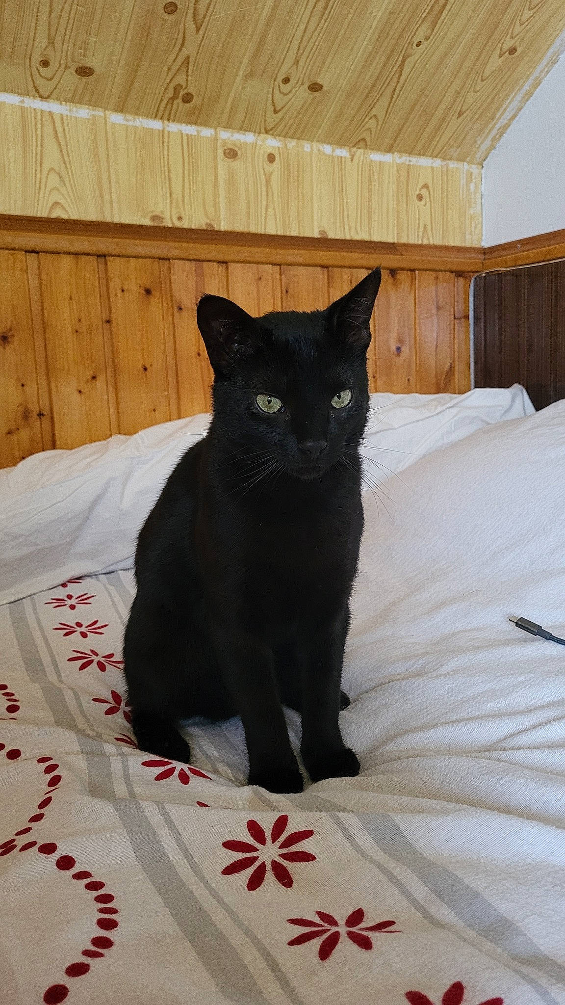 Under participe au concours pour gagner de l'argent avec cette photo : black_cat, bombay, carmine, carnivore, cat, cat_supply, comfort, domestic_short_haired_cat, felidae, fur, grey, hardwood, linens, pattern, small_to_medium_sized_cats, snout, tail, whiskers, white, wood