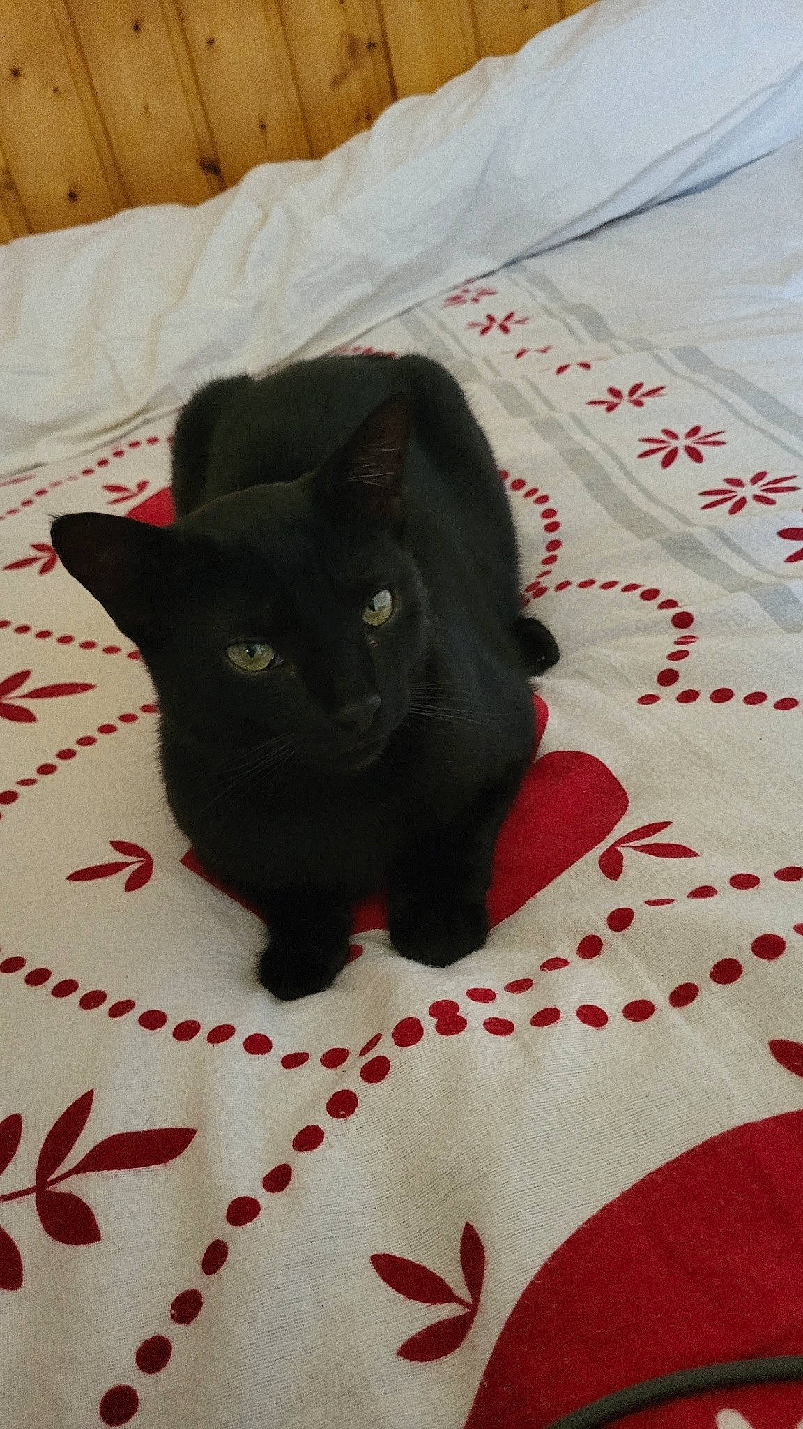 Under participe au concours pour gagner de l'argent avec cette photo : bedding, black_cat, bombay, carmine, carnivore, cat, comfort, domestic_short_haired_cat, felidae, fur, linens, pattern, room, small_to_medium_sized_cats, snout, tail, terrestrial_animal, whiskers