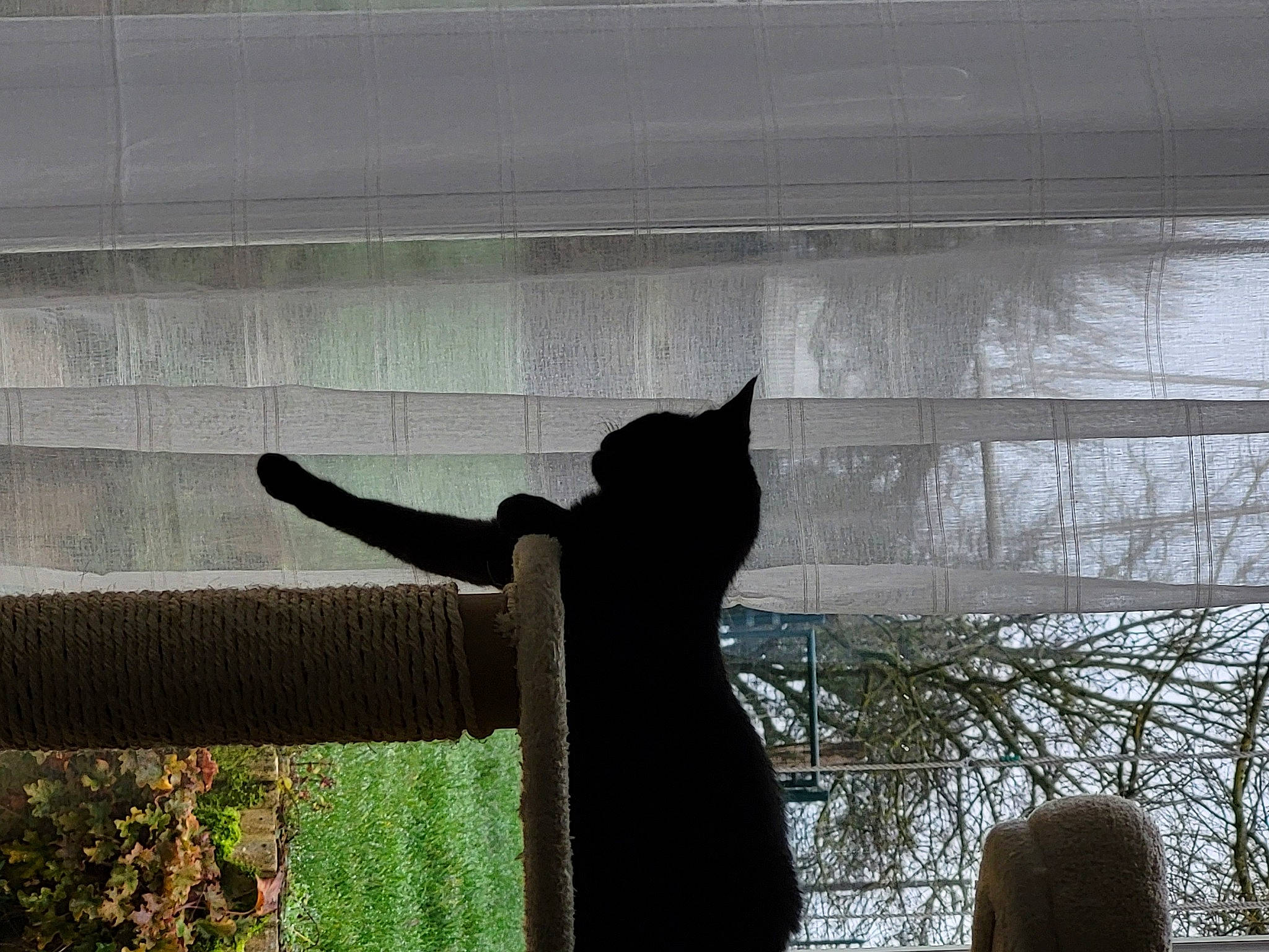 Under participe au concours pour gagner de l'argent avec cette photo : carnivore, cat, felidae, fur, glass, monochrome, monochrome_photography, plant, shade, shadow, small_to_medium_sized_cats, snout, tail, tints_and_shades, tree, twig, whiskers, window, window_covering, wood