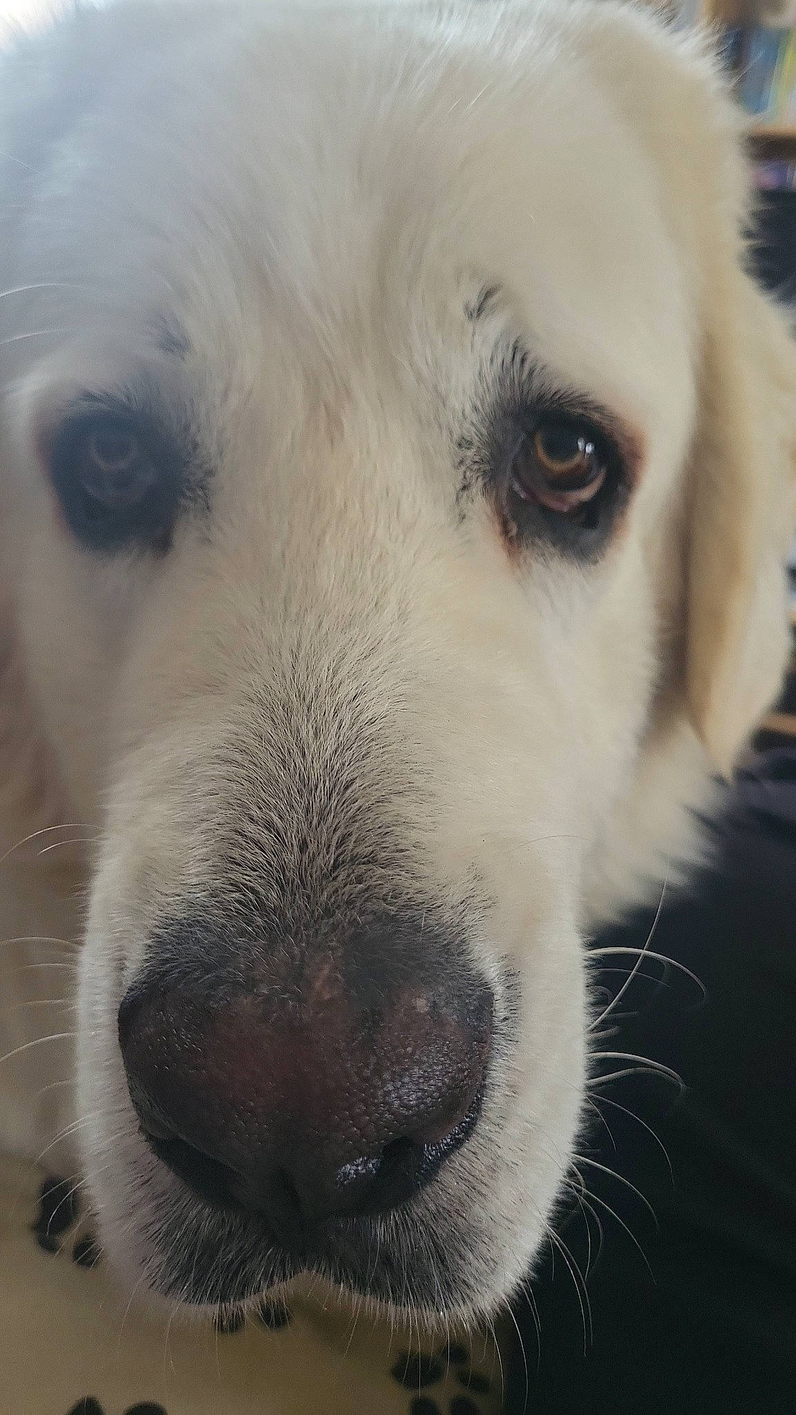 Toupie a rejoint le concours — aidez-le/la à gagner de superbes lots ! canidae, carnivore, close_up, companion_dog, dog, dog_breed, ear, eye, fur, head, snout, sporting_group, terrestrial_animal, whiskers, working_animal