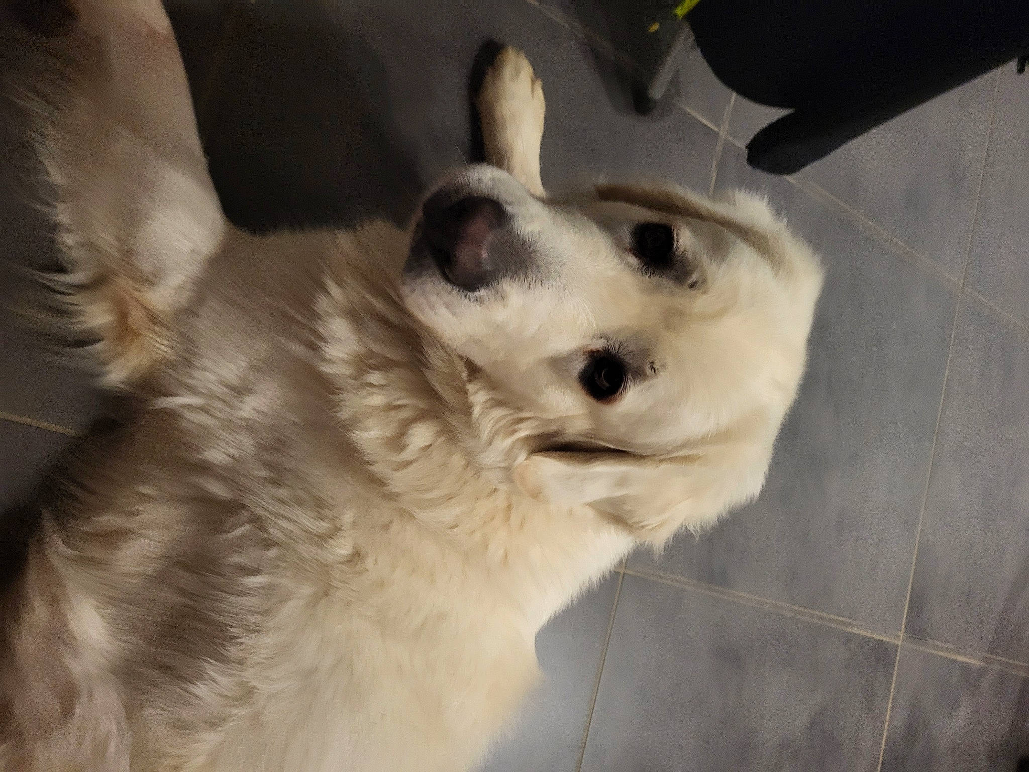 Toupie a rejoint le concours — aidez-le/la à gagner de superbes lots ! ancient_dog_breeds, canidae, carnivore, companion_dog, dog, dog_breed, dog_collar, ear, eyelash, fawn, fur, jaw, non_sporting_group, paw, puppy, sporting_group, volpino_italiano, whiskers, working_animal, working_dog