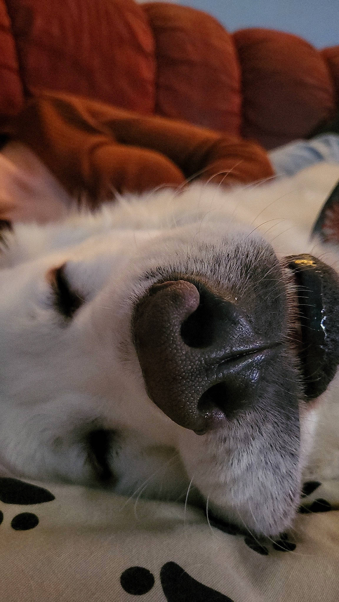 Toupie a rejoint le concours — aidez-le/la à gagner de superbes lots ! canidae, carnivore, cat, claw, comfort, companion_dog, dog_breed, ear, fawn, felidae, fur, nap, paw, small_to_medium_sized_cats, snout, sporting_group, tail, terrestrial_animal, whiskers, working_animal