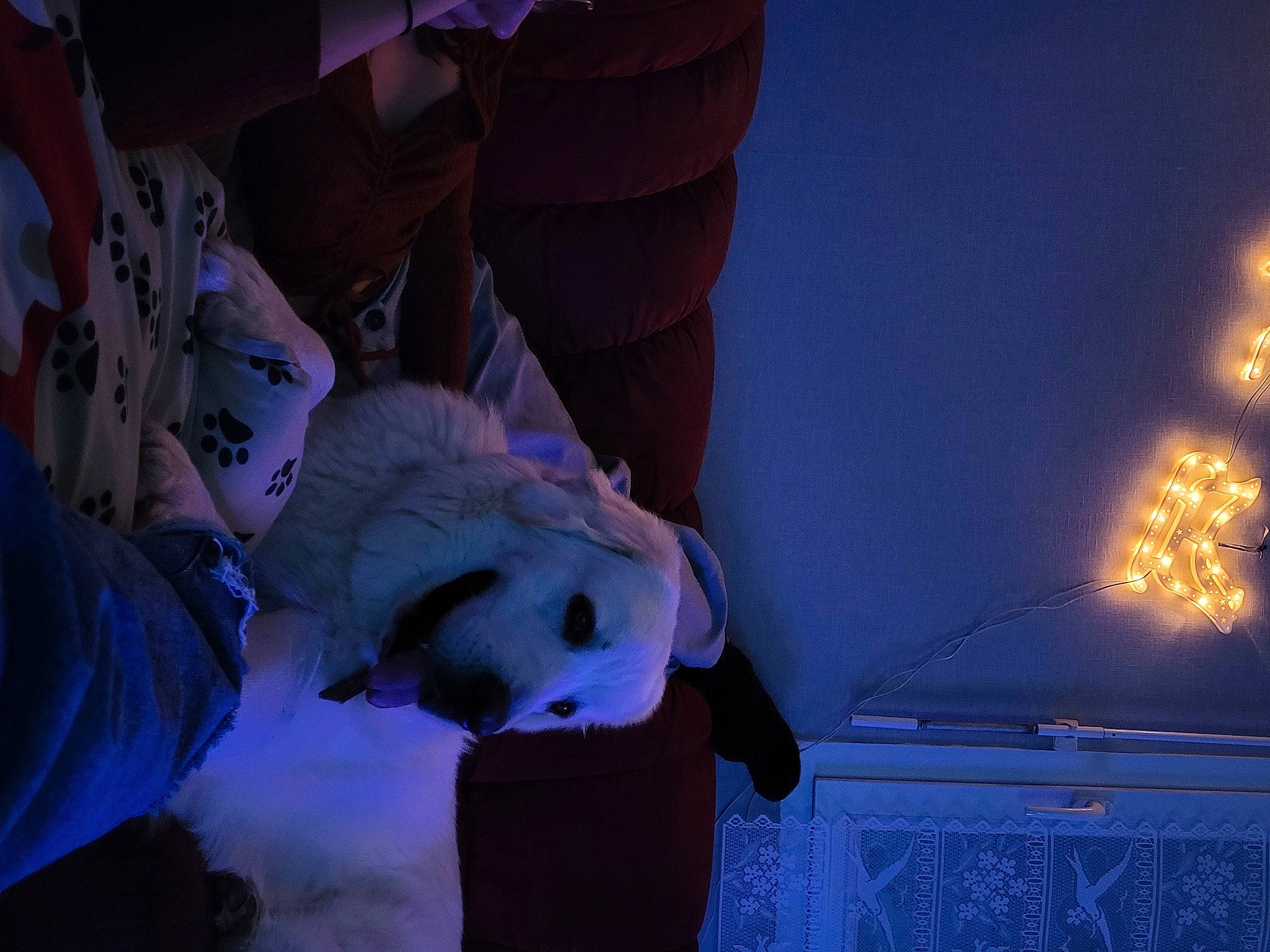 Toupie a rejoint le concours — aidez-le/la à gagner de superbes lots ! automotive_lighting, darkness, electric_blue, electricity, event, fun, lens_flare, magenta, night, plant, purple, room, sitting, sky, space, stuffed_toy, teddy_bear, toy, tree, winter