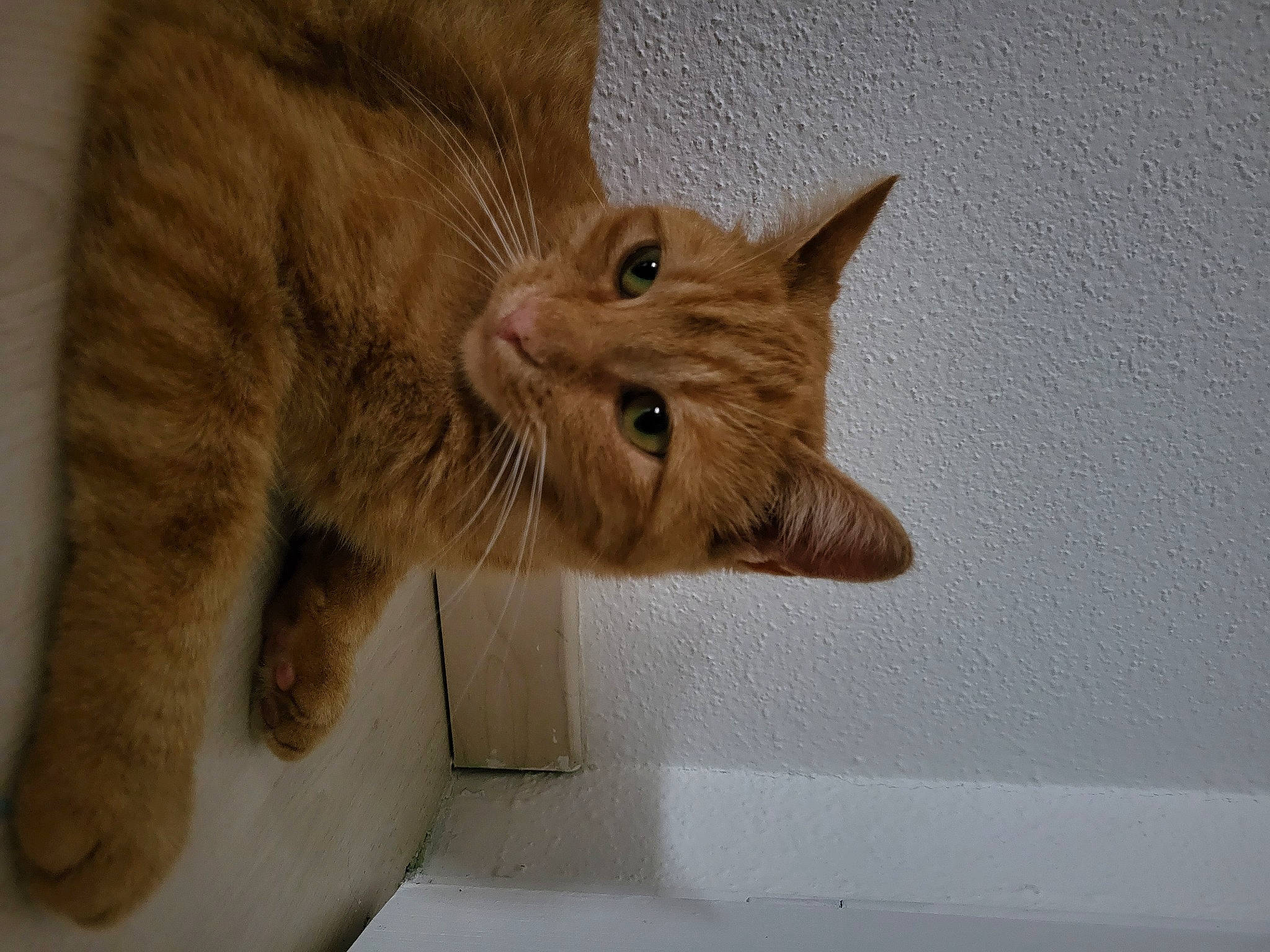 Tine participe au concours pour gagner de l'argent avec cette photo : carnivore, cat, claw, domestic_short_haired_cat, fawn, felidae, fur, paw, small_to_medium_sized_cats, snout, tail, terrestrial_animal, whiskers, window, wood