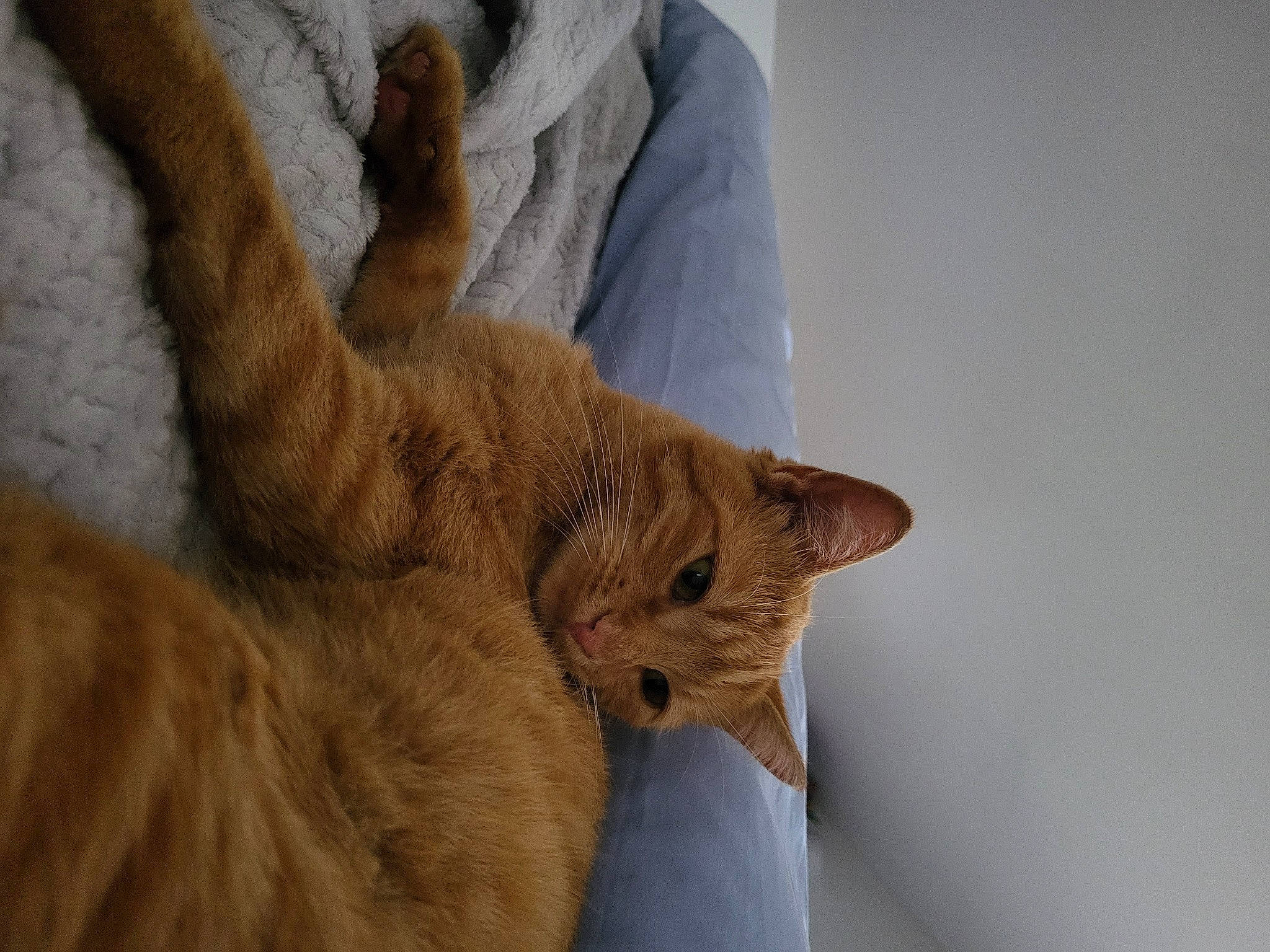 Tine a rejoint le concours — aidez-le/la à gagner de superbes lots ! carnivore, cat, claw, comfort, domestic_short_haired_cat, fawn, felidae, foot, fur, nap, paw, small_to_medium_sized_cats, snout, tail, terrestrial_animal, tree, whiskers, wildlife, window, wood