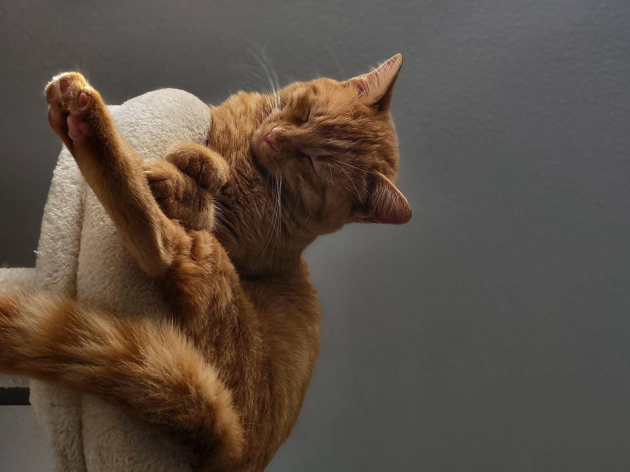 Tine a rejoint le concours — aidez-le/la à gagner de superbes lots ! art, canidae, carnivore, cat, claw, domestic_short_haired_cat, fawn, felidae, fur, gesture, paw, small_to_medium_sized_cats, snout, tail, terrestrial_animal, whiskers, wildlife, window, wood, wrinkle