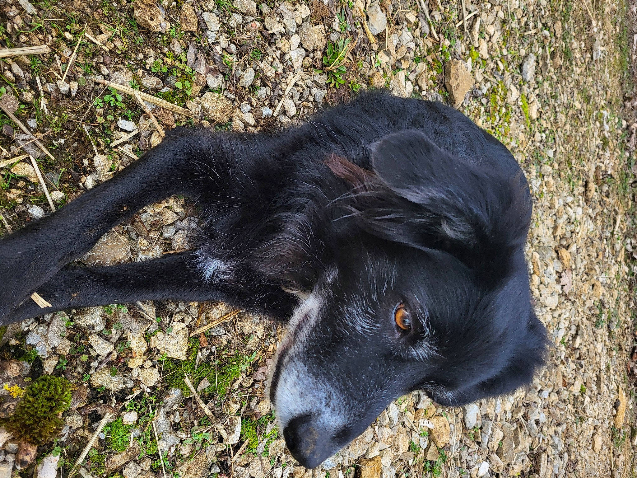 Ollie participe au concours pour gagner de l'argent avec cette photo : borador, canidae, carnivore, companion_dog, dog, dog_breed, dog_collar, fur, grass, gun_dog, hunting_dog, liver, plant, retriever, sporting_group, tail, terrestrial_animal, tree, whiskers, working_animal