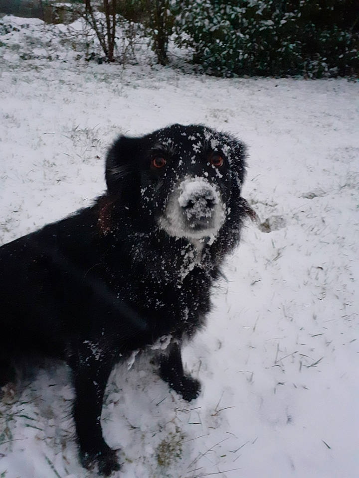 Ollie a rejoint le concours — aidez-le/la à gagner de superbes lots ! canidae, carnivore, companion_dog, dog, dog_breed, freezing, fur, gun_dog, hunting_dog, monochrome, monochrome_photography, plant, precipitation, retriever, snout, snow, sporting_group, winter, working_animal, working_dog