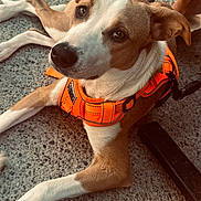Orea participe au concours pour gagner de l'argent avec cette photo : brown_and_white, brown_patches, carpet, close_up, companion_animal, dog, floor, floppy_ears, furniture, harness, indoor, leash, lying_down, orange_harness, pet, portrait, relaxed, short_hair, soulful_eyes, white_blaze