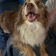 Bluey joined the competition — help win amazing prizes! animal, blanket, brown_fur, canine, closeup, cozy, cute, dog, domestic_animal, fluffy, friendly, fur, happy, indoor, looking_up, paw, pet, sitting, smiling, white_fur