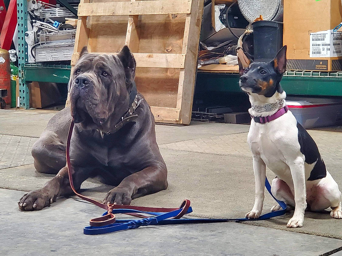 Venom Java joined the competition — help win amazing prizes! american_bulldog, american_pit_bull_terrier, american_staffordshire_terrier, ancient_dog_breeds, canidae, carnivore, companion_dog, dog, dog_breed, dog_collar, fawn, guard_dog, leash, mammal, molosser, non_sporting_group, perro_de_presa_canario, snout, sporting_group, vertebrate