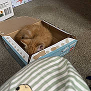 Garfield joined the competition — help win amazing prizes! kitten, cat, cardboard_box, sleeping, orange_cat, feline, indoor, carpet, wrapped_gift, dinosaur_pattern, toy, striped_fabric, cute, small_animal, cozy, home, animal, pet, resting, box