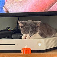 Storm joined the competition — help win amazing prizes! cat, sleeping, xbox, gaming_controller, pumpkin_candle, wooden_shelf, indoor, electronics, cozy, gray_cat, white_cat, pet, cute, resting, holiday_decor, console, technology, relaxation, feline, home