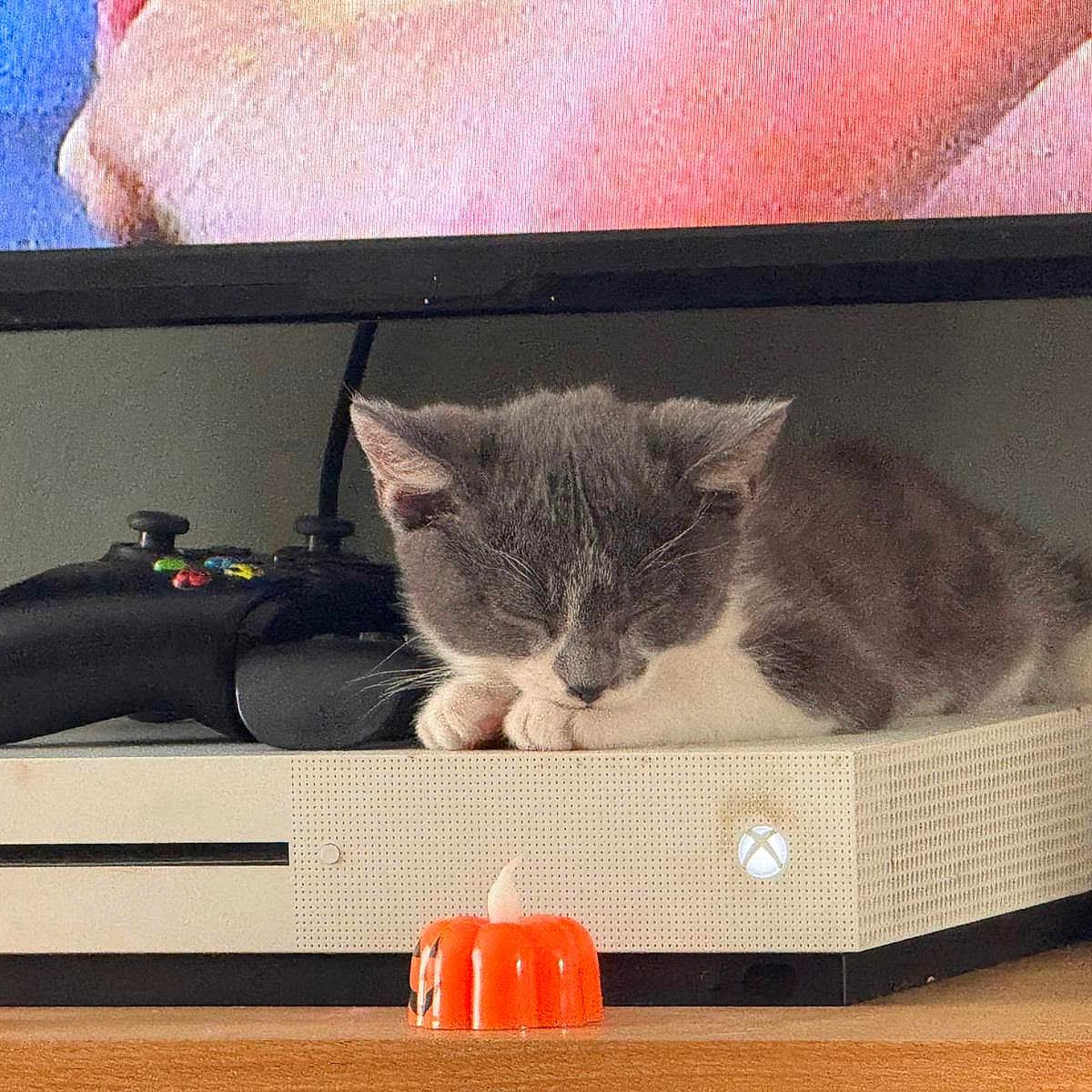 Storm joined the competition — help win amazing prizes! cat, console, cozy, cute, electronics, feline, gaming_controller, gray_cat, holiday_decor, home, indoor, pet, pumpkin_candle, relaxation, resting, sleeping, technology, white_cat, wooden_shelf, xbox