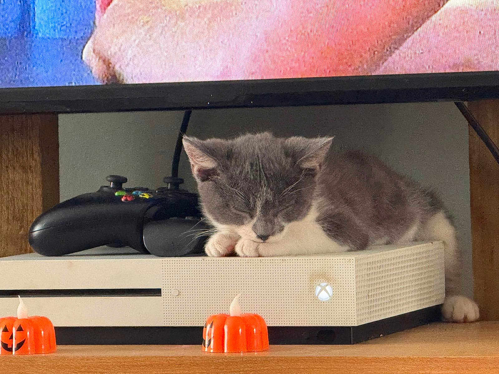 Storm joined the competition — help win amazing prizes! cat, sleeping, xbox, gaming_controller, pumpkin_candle, wooden_shelf, indoor, electronics, cozy, gray_cat, white_cat, pet, cute, resting, holiday_decor, console, technology, relaxation, feline, home
