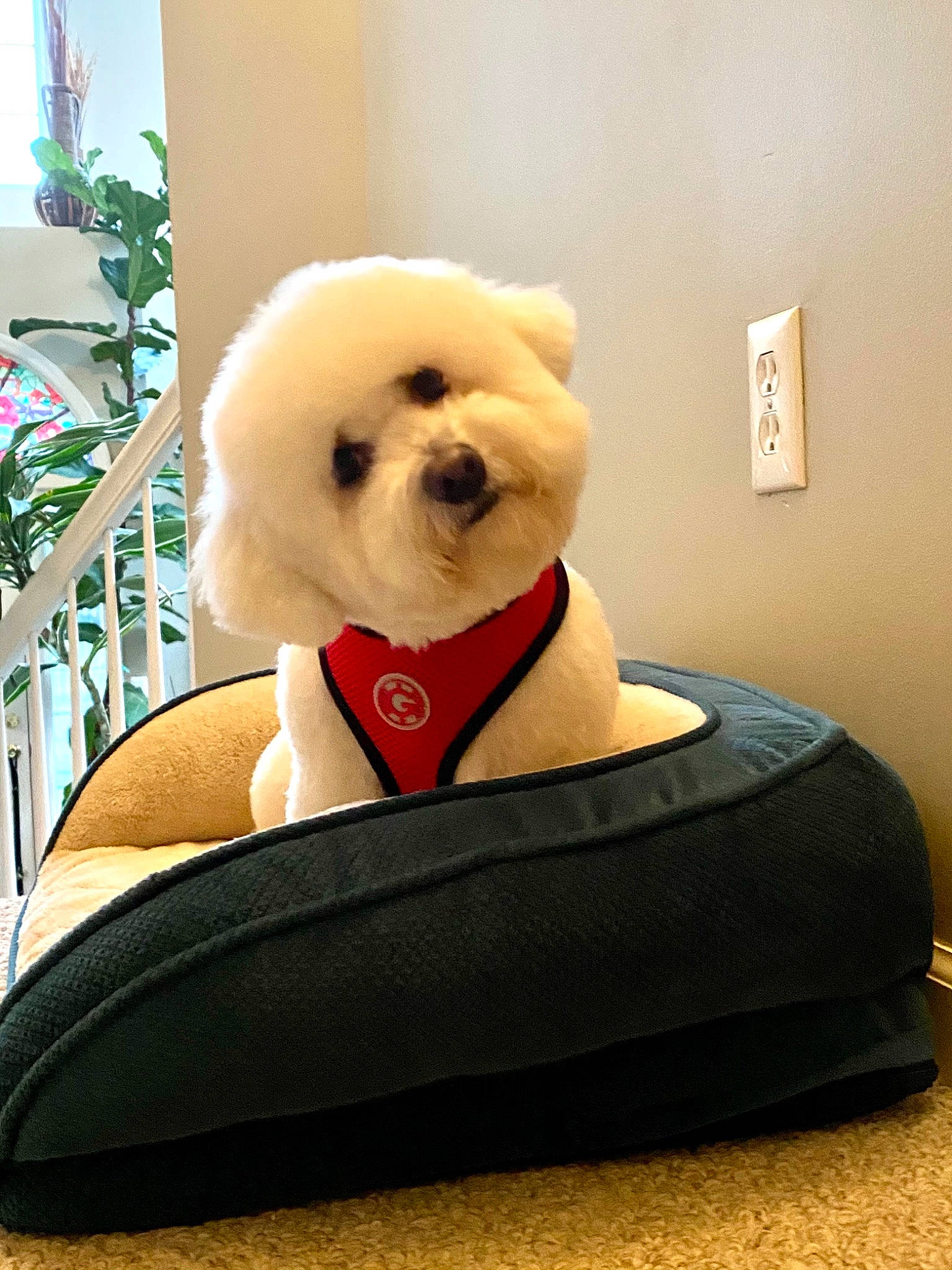 Yuki is registered to the contest to win money with this photo: canidae, carmine, carnivore, collar, companion_dog, dog, dog_breed, dog_supply, fawn, font, mammal, pet_supply, plant, snout, sporting_group, stuffed_toy, toy, toy_dog, vertebrate, working_animal