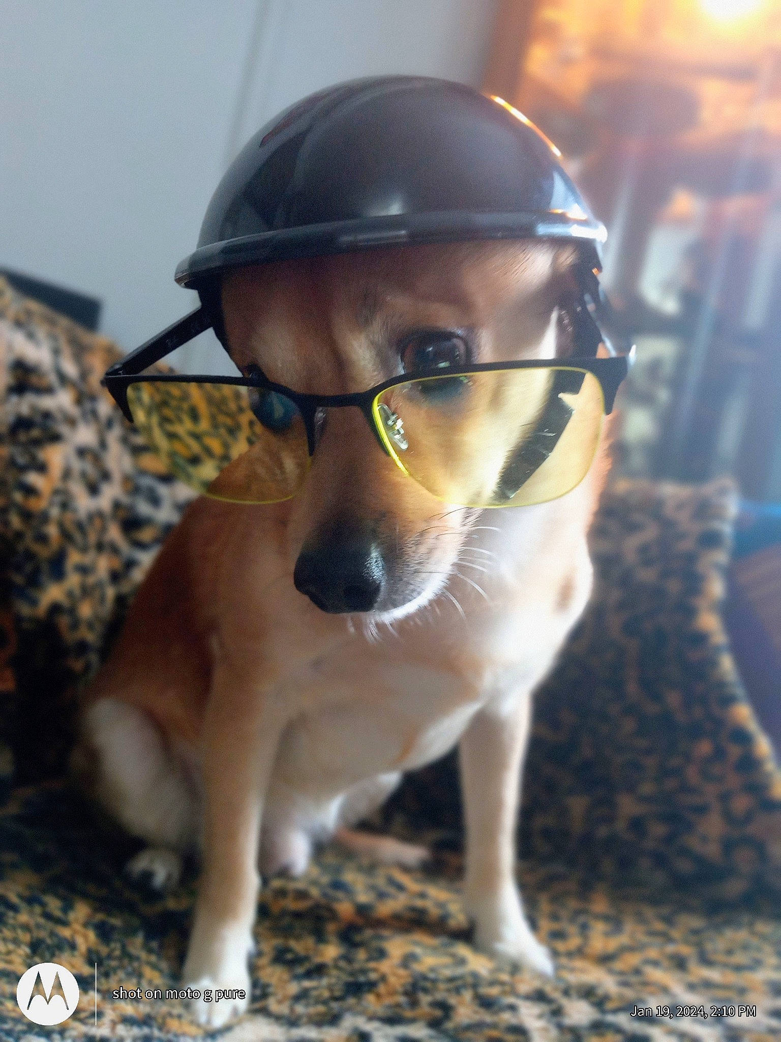 Ajax Teague is registered to the contest to win money with this photo: canidae, carnivore, companion_dog, dog, dog_breed, eyewear, fashion_accessory, fawn, fur, glasses, helmet, personal_protective_equipment, recreation, sitting, snout, sporting_group, vision_care, whiskers, wood, working_animal