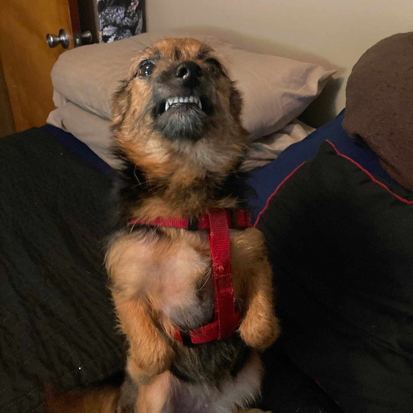 Peekaboo joined the competition — help win amazing prizes! affenpinscher, animal, architecture, building, canine, chair, cockerspaniel, couch, cushion, dog, furniture, homedecor, hound, indoors, interiordesign, livingroom, pet, puppy, room, terrier