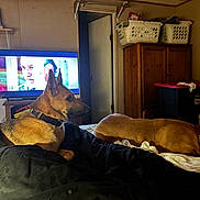 Outlaw is registered to the contest to win money with this photo: dog, bed, indoor, television, furniture, blanket, laundry_basket, wooden_cabinet, open_door, collar, resting, brown_dog, black_dog, living_room, relaxed, watching, home, cozy, pet, animal